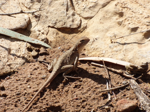 Red-barred Crevice-dragon