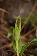 Pterostylis cardiostigma