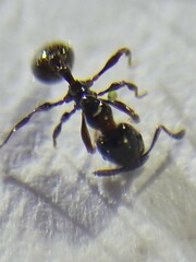 Chelaner antarcticus