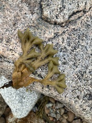 Fucus distichus