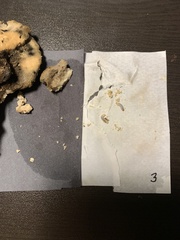 Laetiporus huroniensis