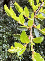 Nothofagus dombeyi