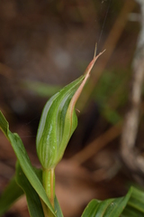Pterostylis cardiostigma
