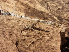 Ctenophorus vadnappa