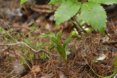 Pterostylis cardiostigma