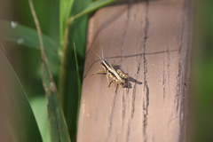 Paraidemona