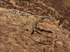 Ctenophorus vadnappa