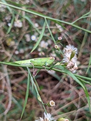 Aptenopedes