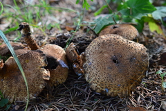 Pholiota squarrosa