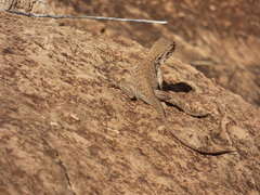 Ctenophorus vadnappa