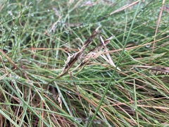 Sporobolus pumilus
