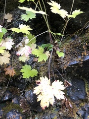 Boykinia occidentalis