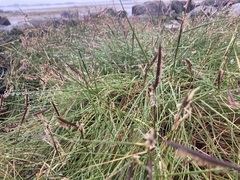 Sporobolus pumilus