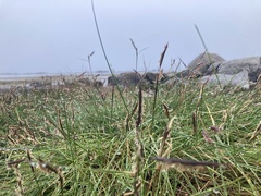 Sporobolus pumilus