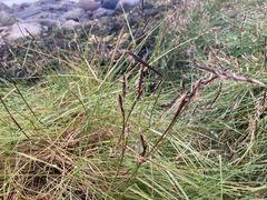 Sporobolus pumilus