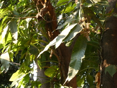 Magnoliopsida