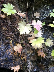 Boykinia occidentalis