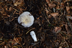 Russula parazurea