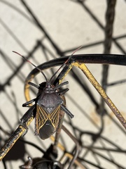Pachylis neocalifornicus