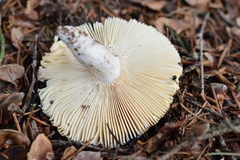 Russula parazurea