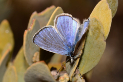 Glaucopsyche lygdamus australis