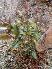 Ligustrum ovalifolium