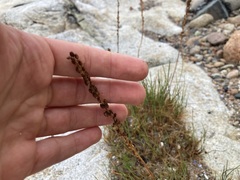 Triglochin maritima