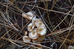 Clitocybe metachroa