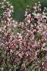 Prunus andersonii