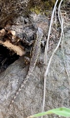 Sceloporus anahuacus
