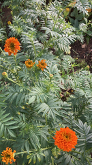 Tagetes erecta