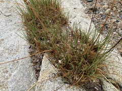 Triglochin maritima