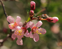 Prunus andersonii