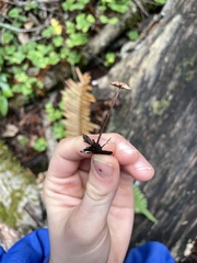 Paragymnopus sequoiae