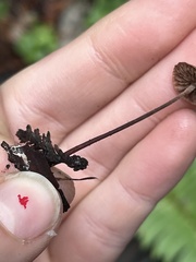 Paragymnopus sequoiae