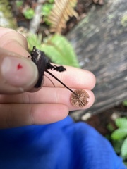 Paragymnopus sequoiae