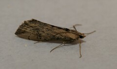 Evergestis isatidalis