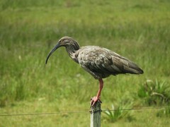 Theristicus caerulescens