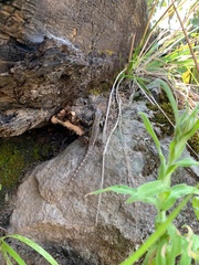 Sceloporus anahuacus