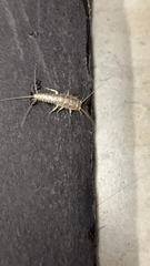 Ctenolepisma longicaudatum
