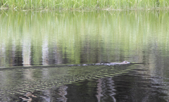 Ondatra zibethicus