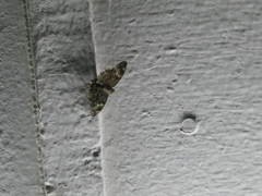 Lepidoptera