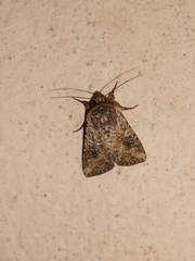 Mythimna languida