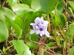 Pontederia azurea