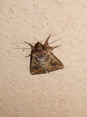 Mythimna languida