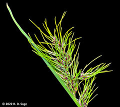 Poa bulbosa
