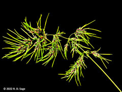 Poa bulbosa