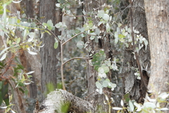 Eucalyptus nortonii