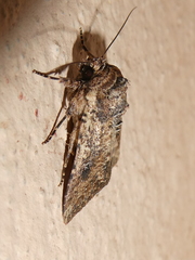 Mythimna languida