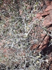 Sarcomphalus obtusifolius canescens